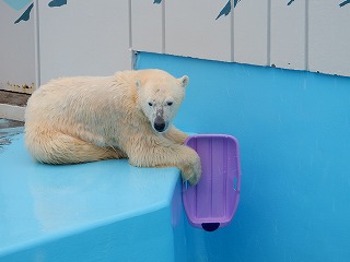 写真：ソリで遊ぶミルク1