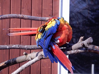 写真：アカコンゴウインコの親子1