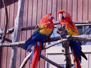 写真：アカコンゴウインコの親子2