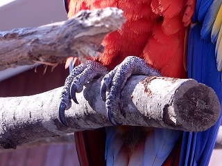 写真：アカコンゴウインコの足の指