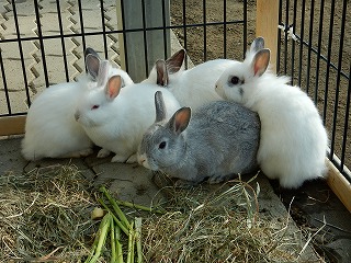 写真：ウサギの親子