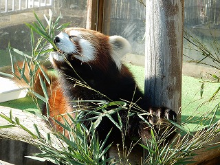 写真：レッサーパンダのシンゲン1