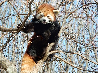 写真：レッサーパンダのシンゲン2