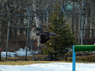 写真：クマタカの飛ぶ姿