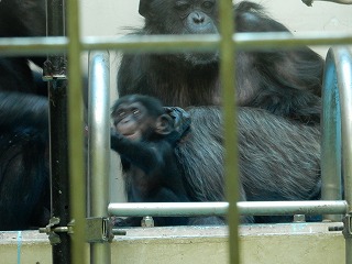 写真：チンパンジーの赤ちゃんと親