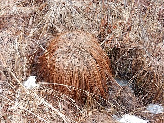 写真：枯れたヤチボウズ