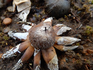 写真：開いたツチグリ