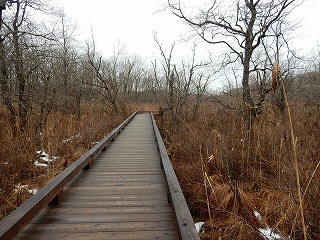 写真：北海道ゾーンの木道