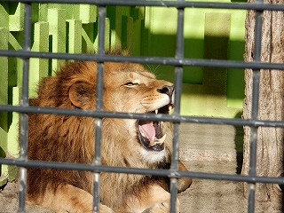 写真：ライオン1