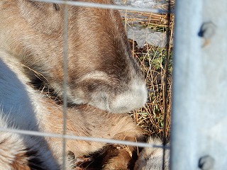 写真：白鼻のトナカイ