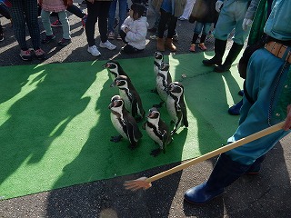 写真：ペンギンウォーキングの練習1