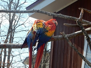 写真：アカコンゴウインコの親子1