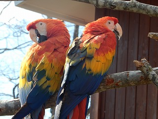 写真：アカコンゴウインコの親子2