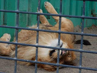写真：ライオンのゆうひ