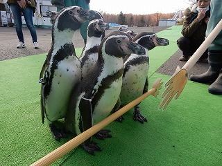 写真：ペンギンウォーキング2