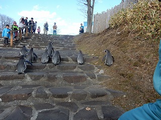 写真：ペンギンウォーキング3