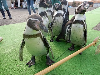 写真：ペンギンウォーキング1