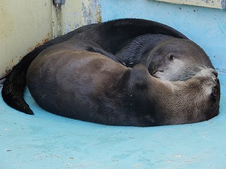 写真：カナダカワウソ1