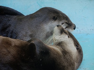 写真：カナダカワウソ2