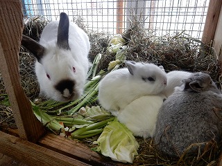写真：ウサギの親子1