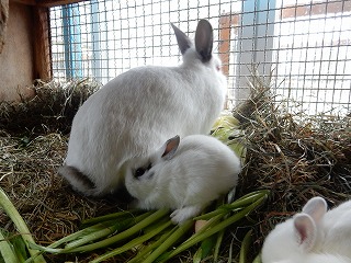 写真：ウサギの親子3