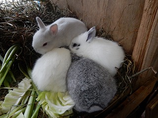写真：ウサギの親子2