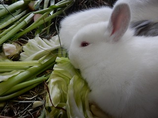 写真：ウサギの親子4
