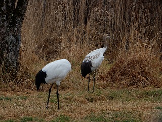 写真：タンチョウ1