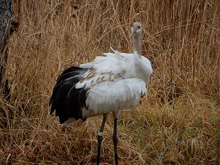 写真：タンチョウ2