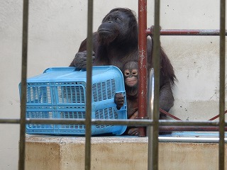 写真：オランウータンのロリーとりな1