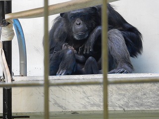 写真：チンパンジーの赤ちゃん