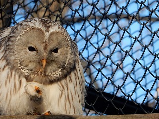 写真：エゾフクロウ2