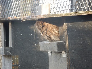 写真：巣箱に入ったオオコノハズク1