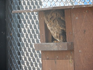 写真：巣箱に入ったオオコノハズク2