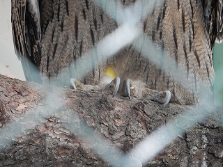 写真：フクロウの指先