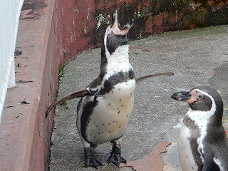 写真：ペンギン2