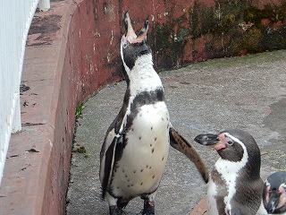 写真：ペンギン3