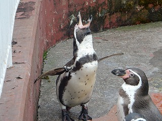 写真：ペンギン4
