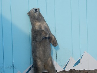 写真：ホッキョクグマのツヨシ