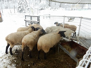 写真：食事中のメンヨウとヤギ