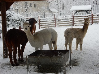 写真：アルパカ1（11月24日）