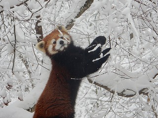 写真：レッサーパンダ2