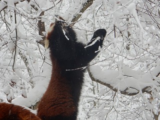 写真：レッサーパンダ3