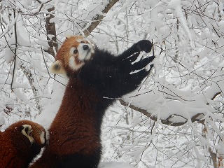 写真：レッサーパンダ4