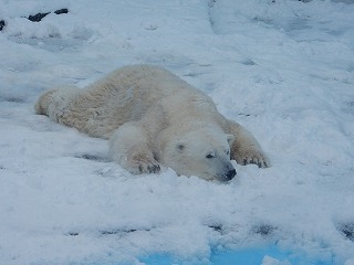 写真：ホッキョクグマのツヨシ1