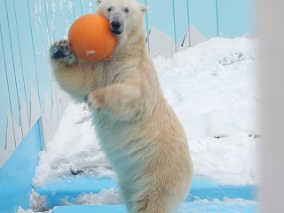 写真：ホッキョクグマのツヨシ2