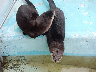 写真：カナダカワウソのペア2