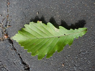 写真：ミズナラの葉