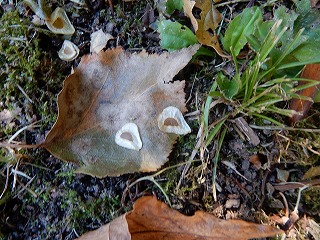 写真：オオウバユリの種