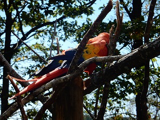 写真：アカコンゴウインコの親子